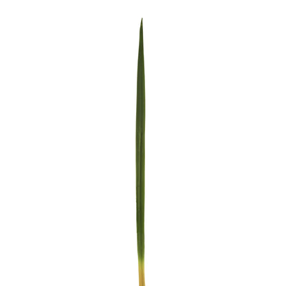 Hierba Cinta artificial de 72 cm, color verde