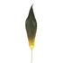 Hoja de Aloe Vera artificial de 52 cm, color verde