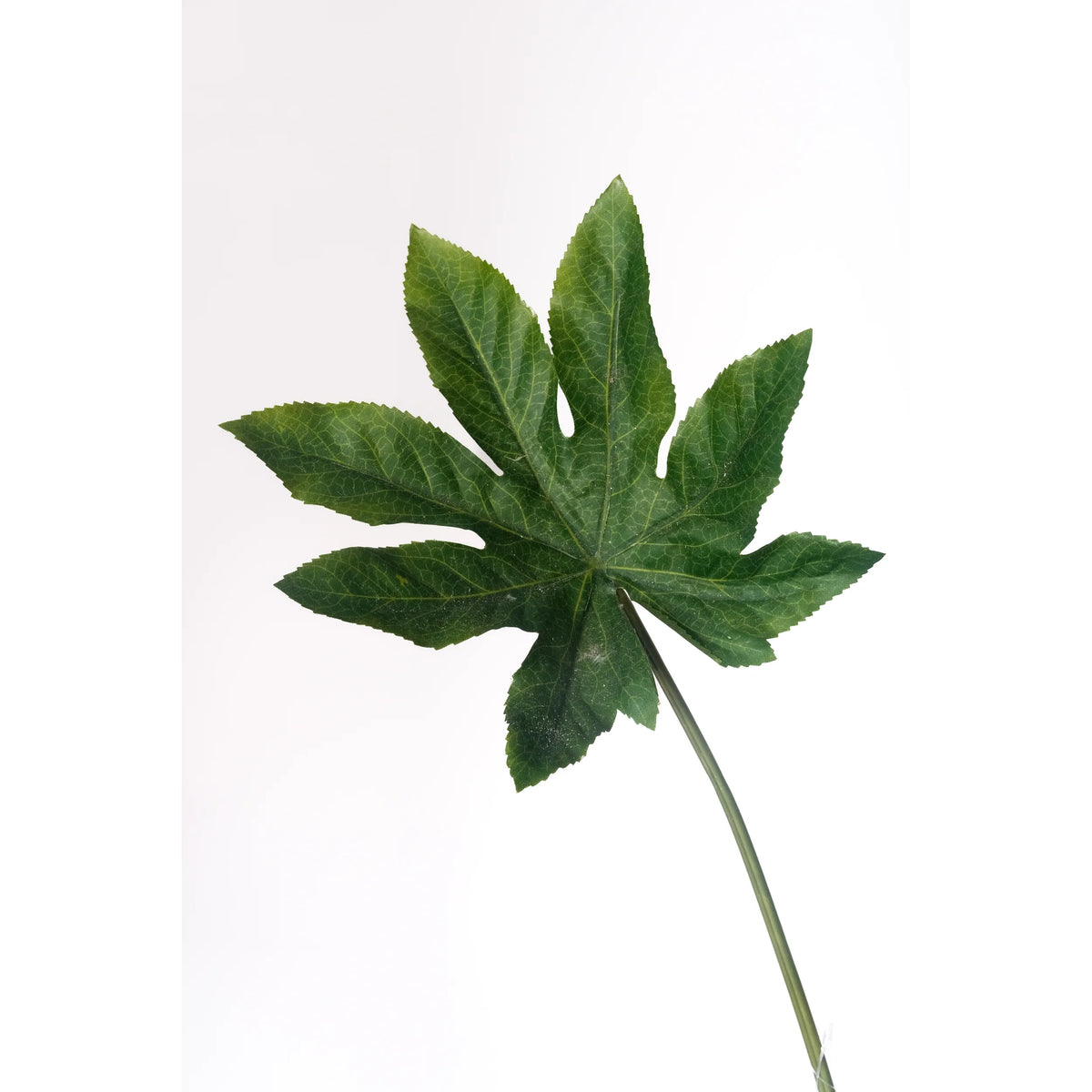 Hoja de Aralia artificial de 75 cm, color verde