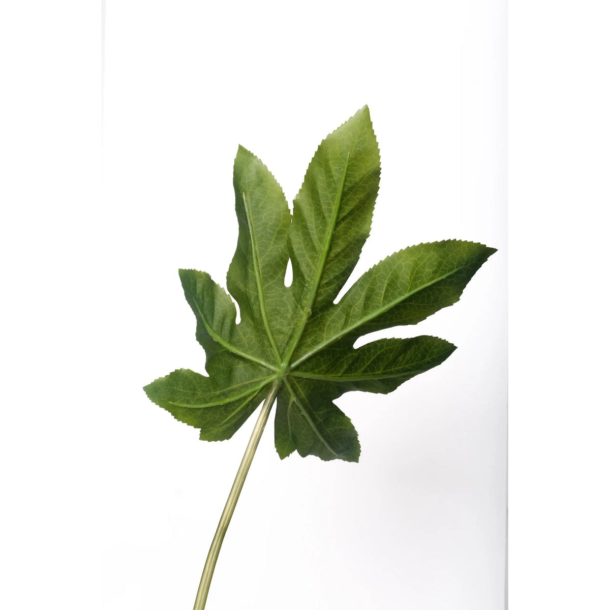 Hoja de Aralia artificial de 75 cm, color verde