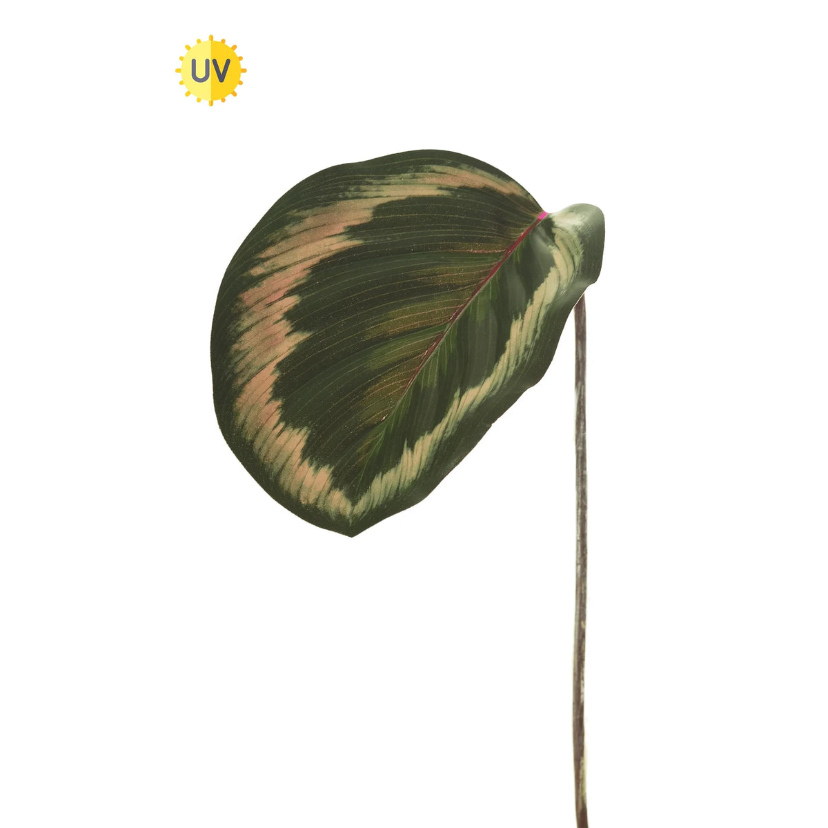 Hoja de Calathea Ornata artificial Grande de 33 cm, color verde