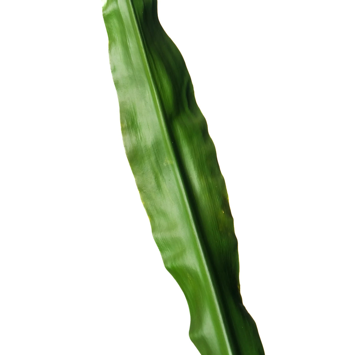 Hoja de Gymea artificial de 81 cm, color verde