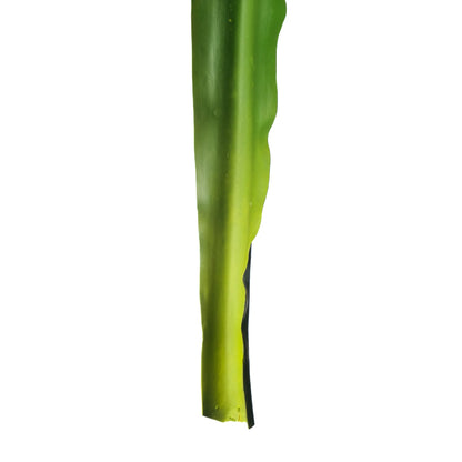 Hoja de Gymea artificial de 81 cm, color verde
