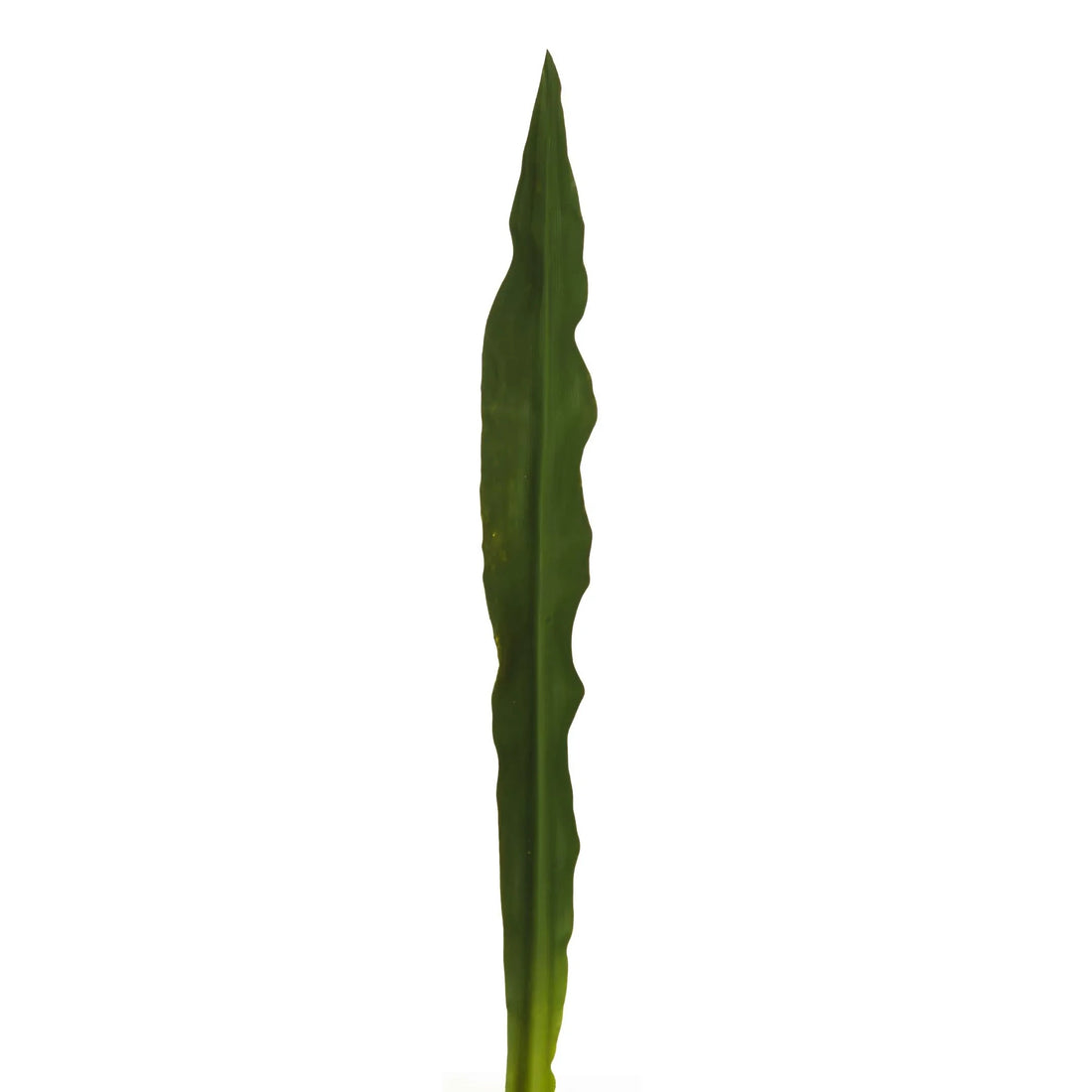 Hoja de Gymea artificial de 94 cm, color verde