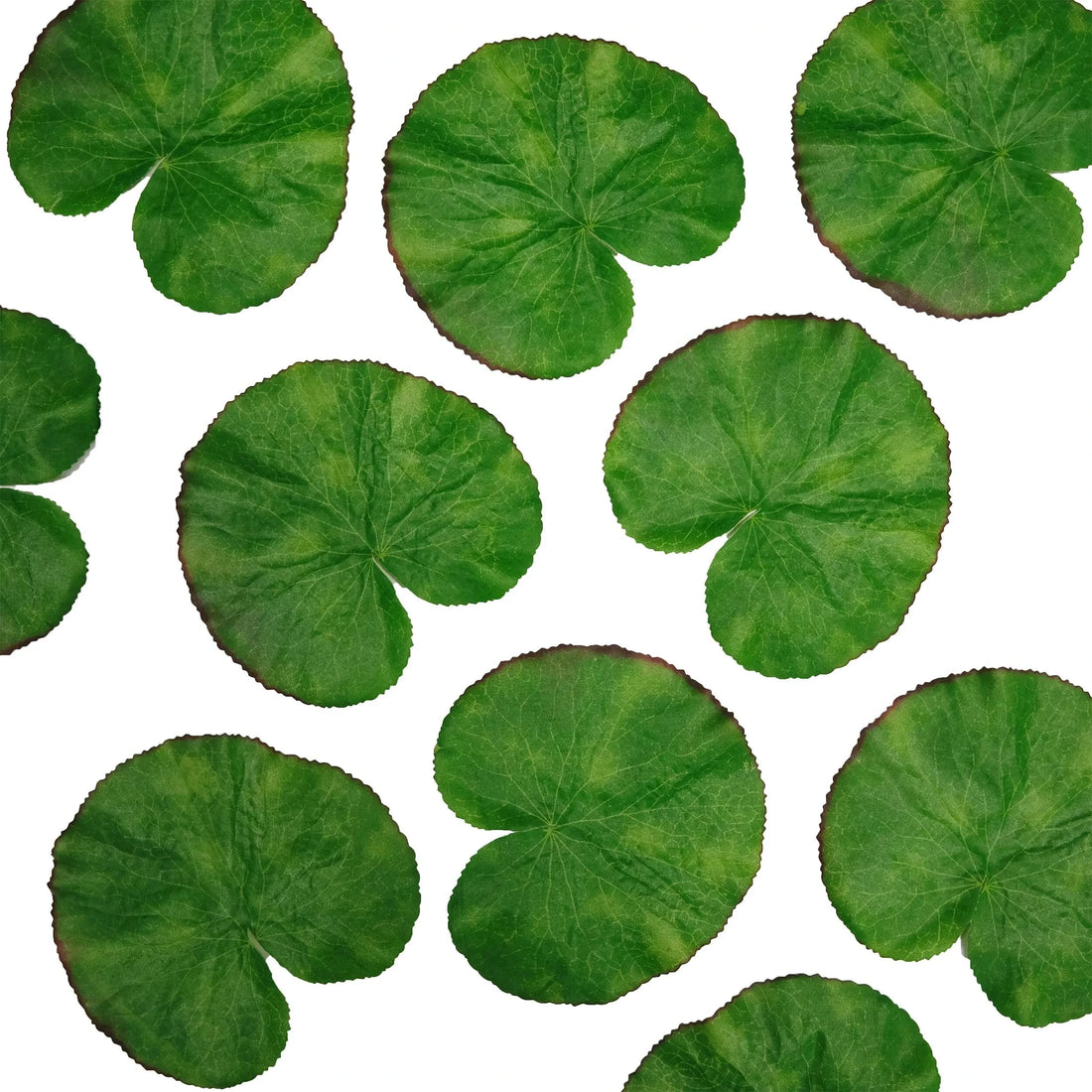 Hoja de Loto artificial Flotante de 13 cm, color verde