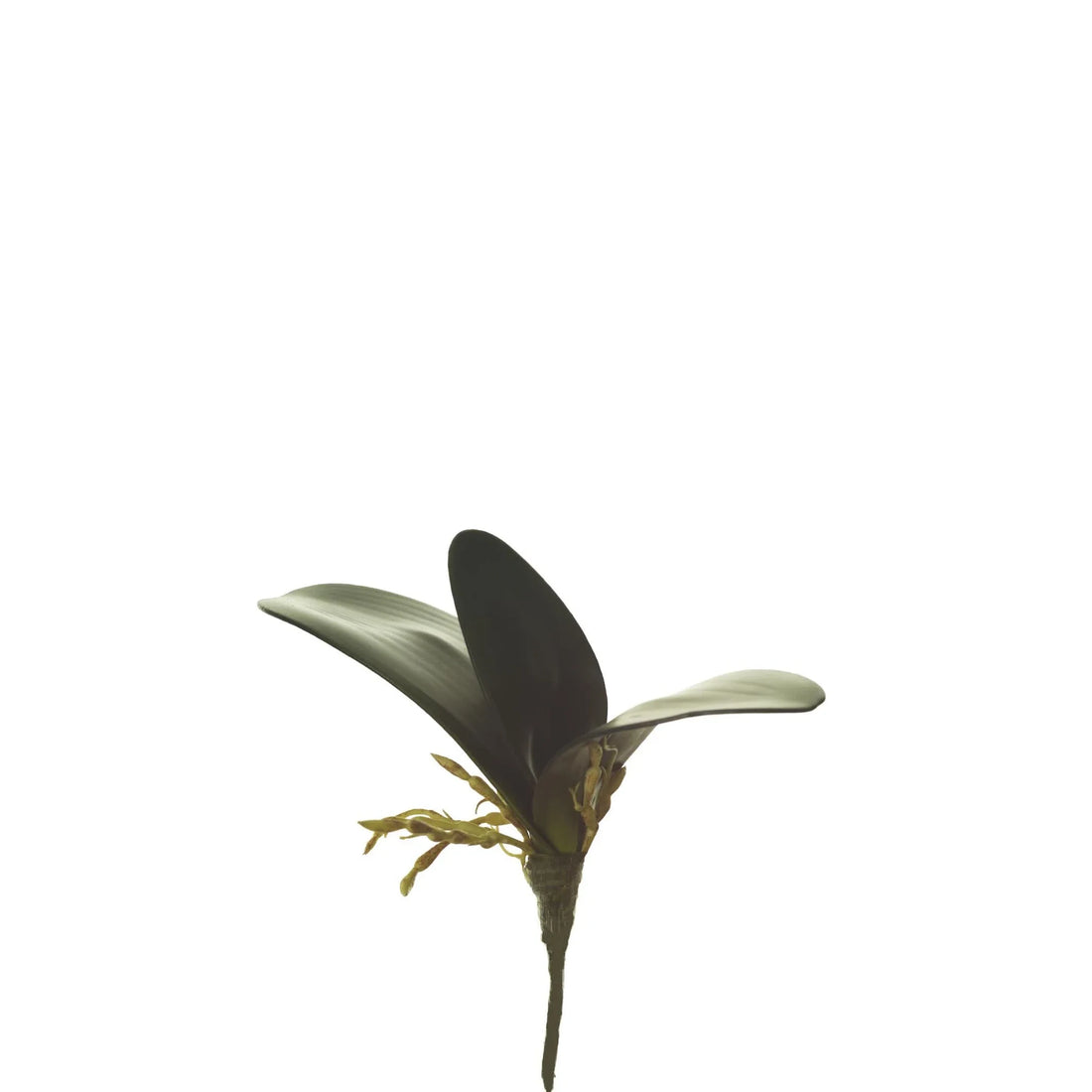 Hoja de Orquídea artificial con Raíces de 20 cm, color verde