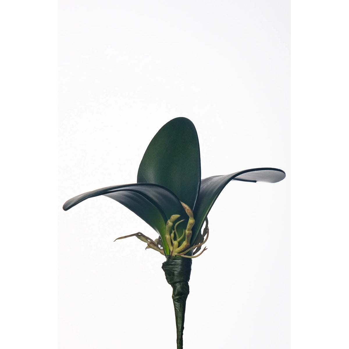 Hoja de Orquídea artificial con Raíces de 20 cm, color verde
