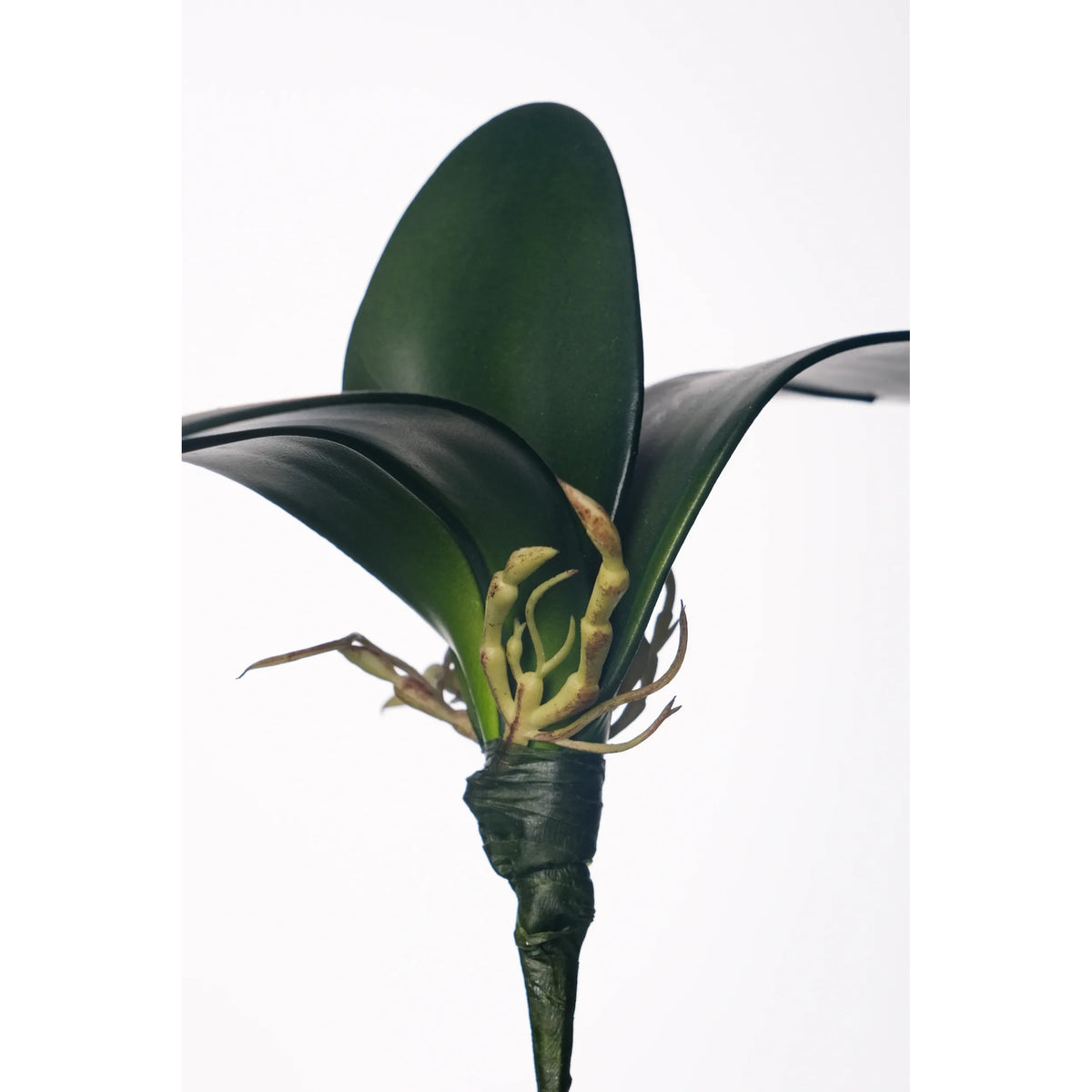 Hoja de Orquídea artificial con Raíces de 20 cm, color verde