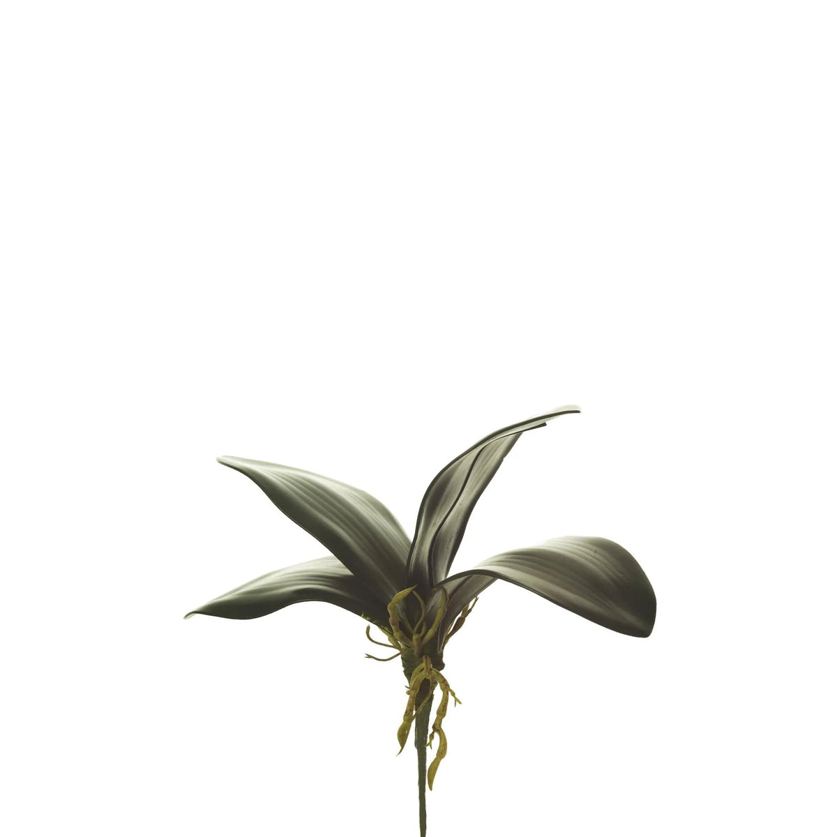 Hoja de Orquídea artificial con Raíces de 27 cm, color verde