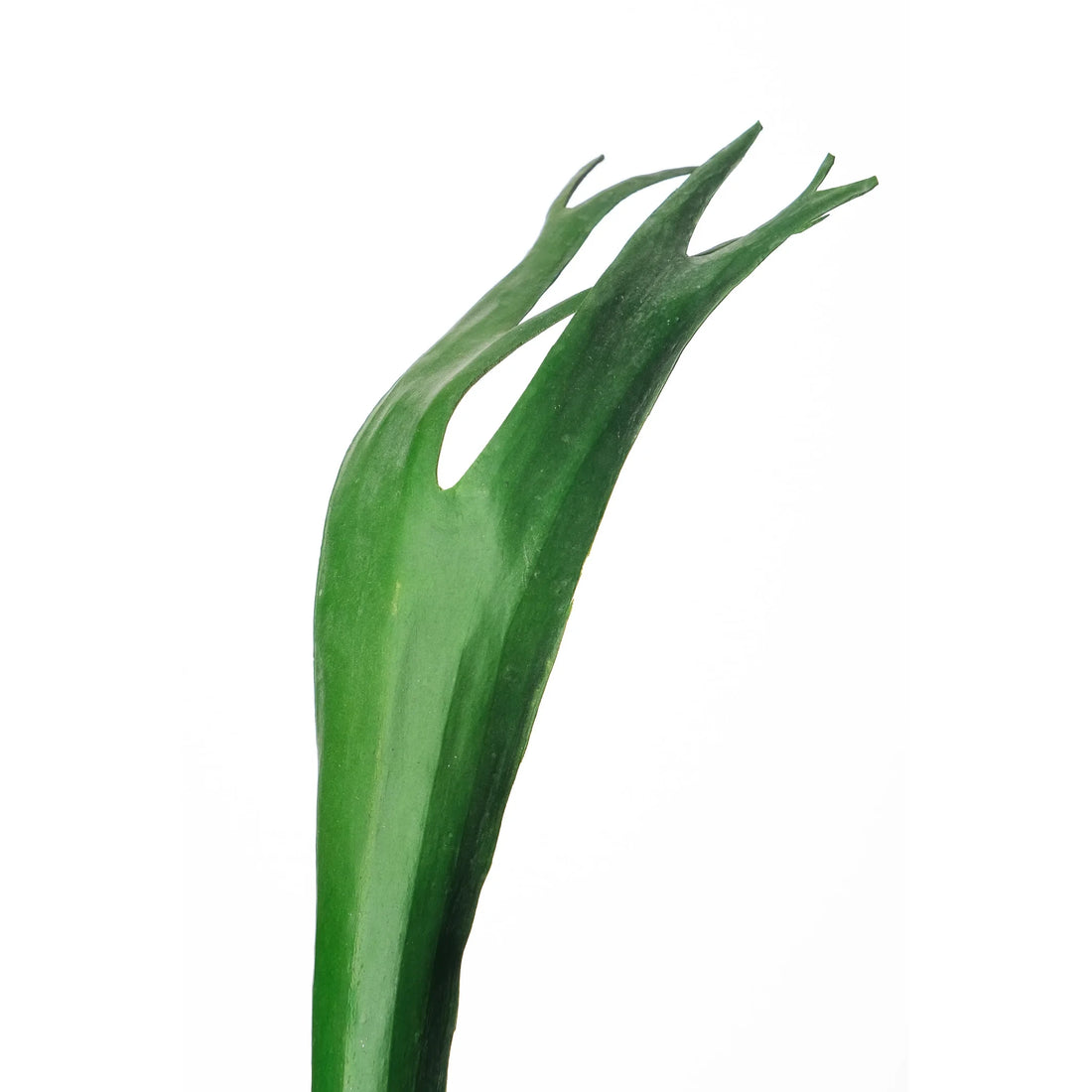 Hoja de Platycerium artificial de 40 cm, color verde
