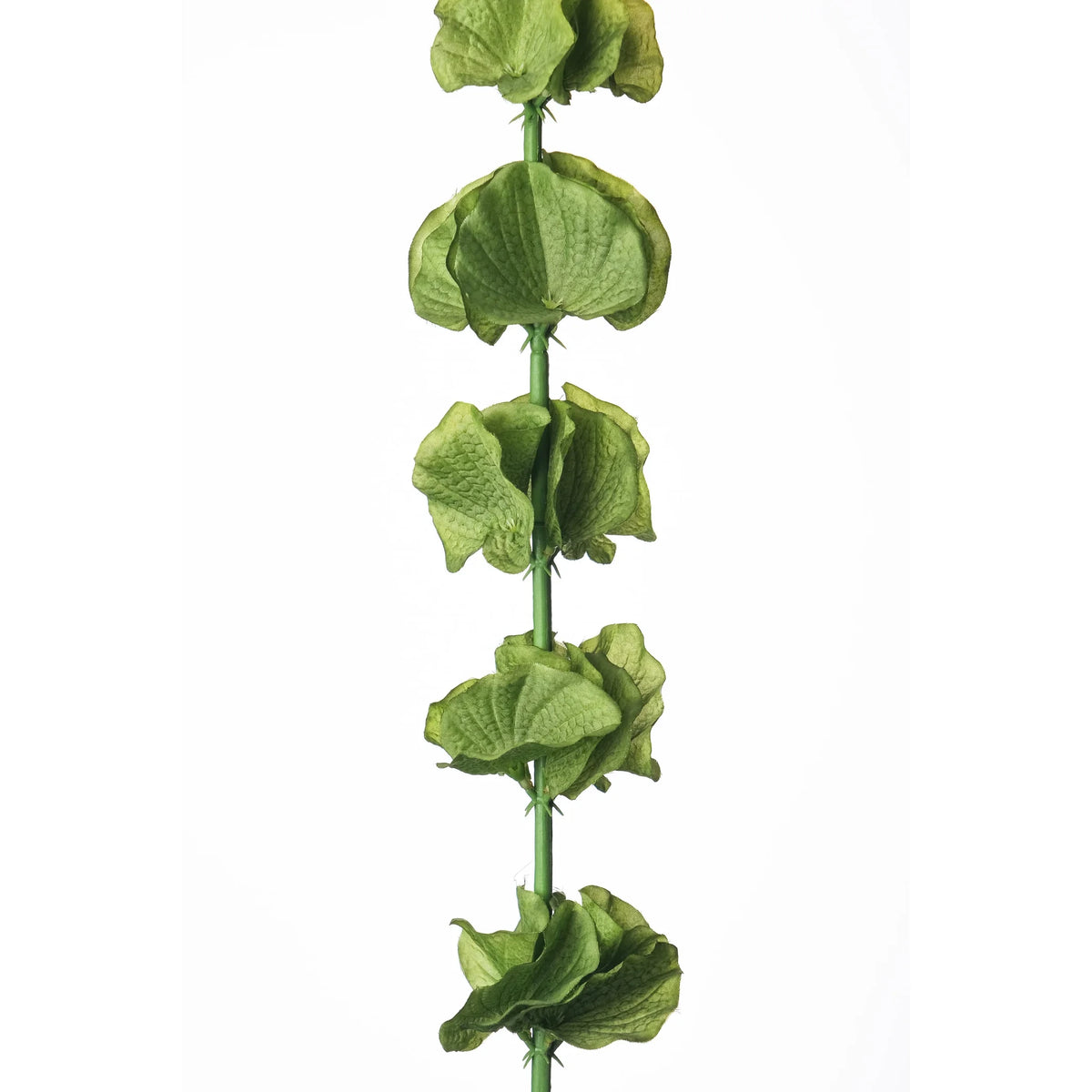 Molucela artificial de 120 cm, color verde