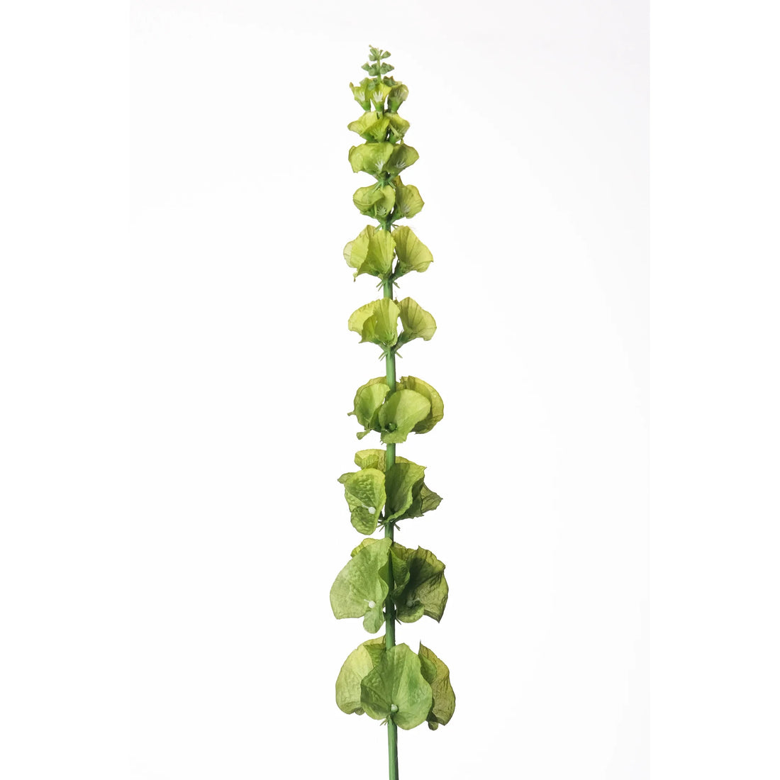 Molucela artificial de 78 cm, color verde