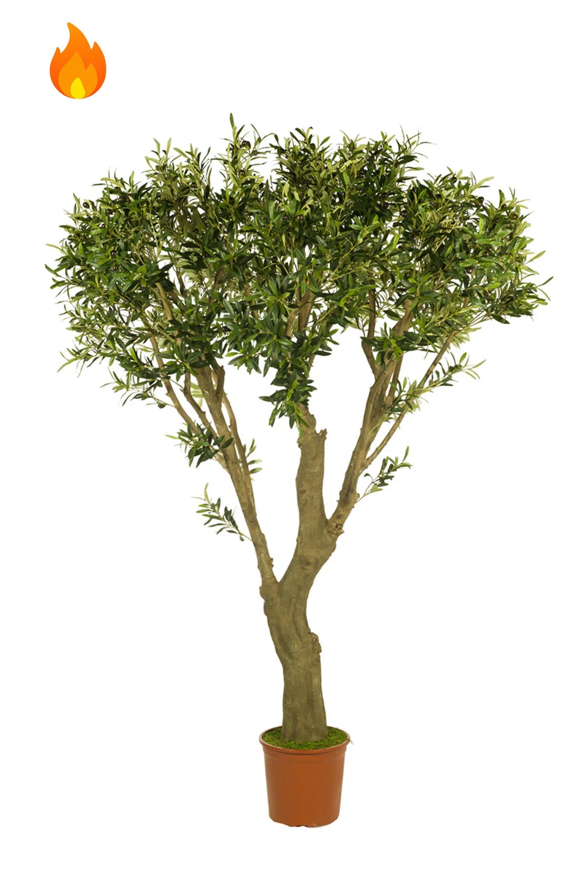 Olivo artificial ignífugo de 200 cm