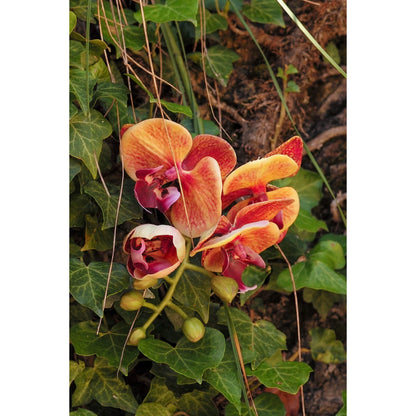 Orquídea Phalaenopsis artificial de 42 cm, color mostaza