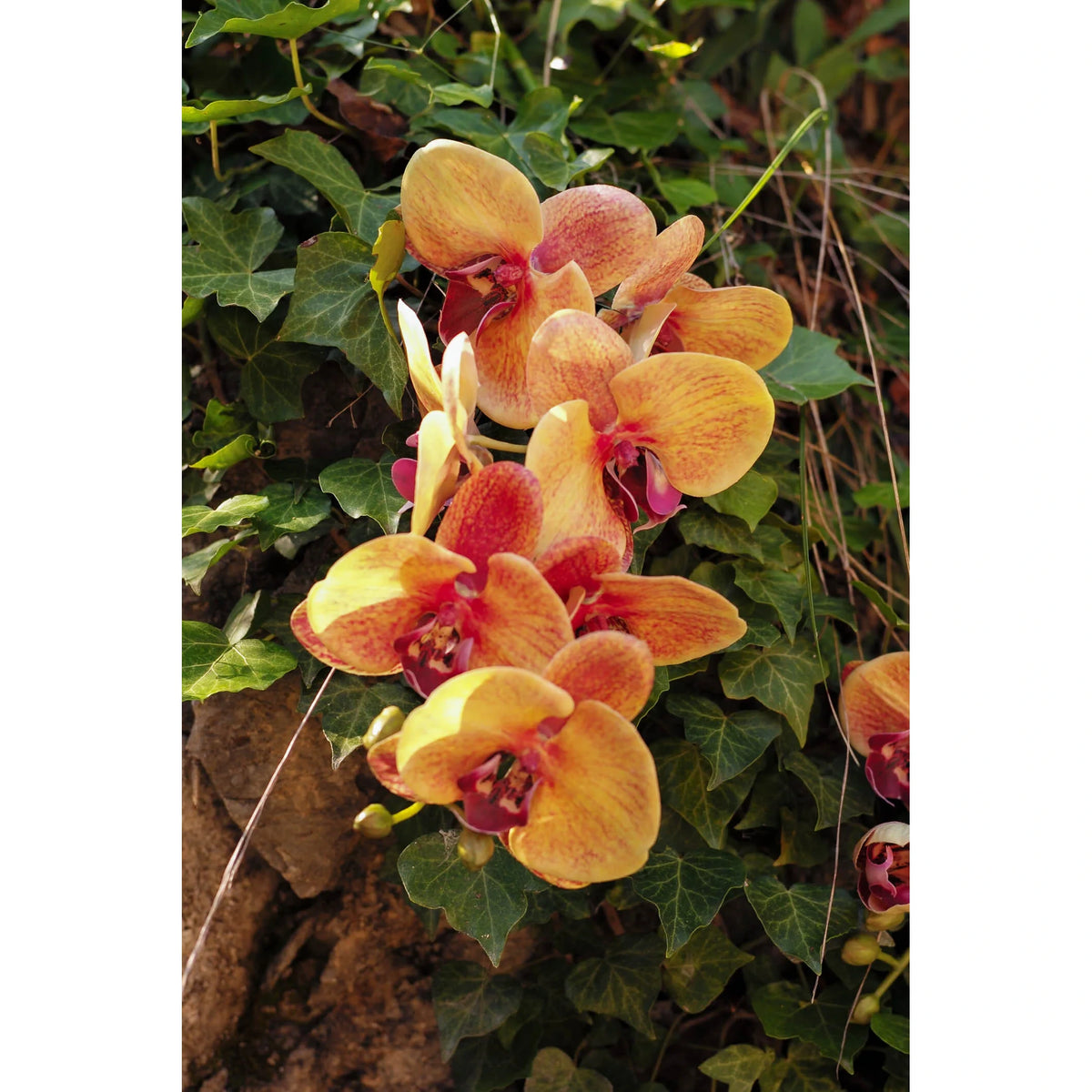 Orquídea Phalaenopsis artificial de 65 cm, color mostaza