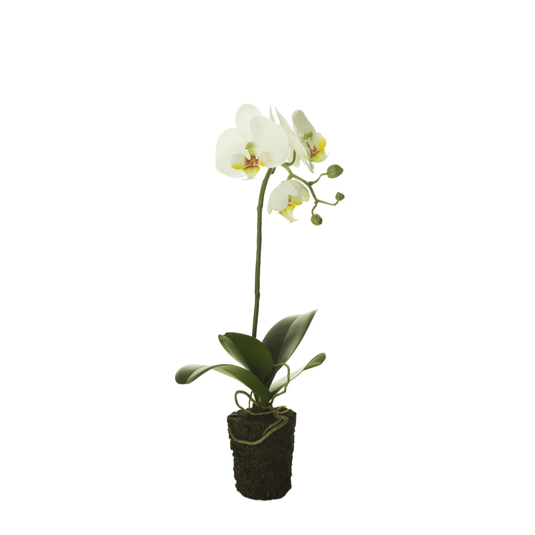 Orquídea Phalaenopsis artificial con Raíces y Arena de 38 cm, color blanco