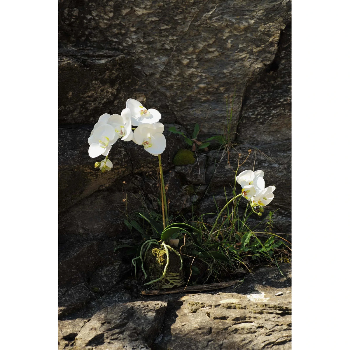 Montaje: orquídea Phalaenopsis artificial Grande con Bola de Musgo de 95 cm, color blanco; las otras piezas no se incluyen