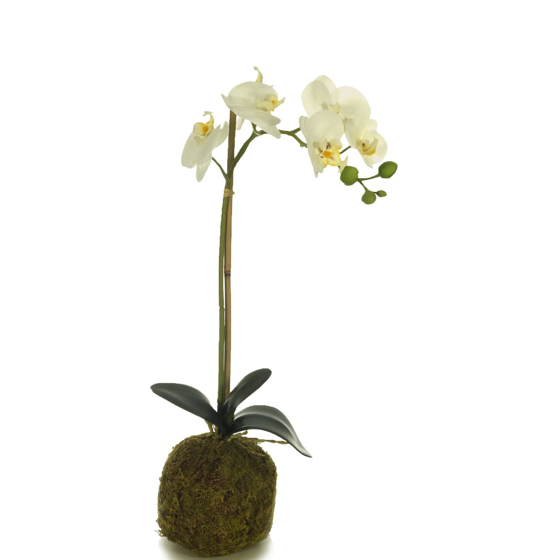 Orquídea Phalaenopsis artificial Mediana con Bola de Musgo de 65 cm, color blanco