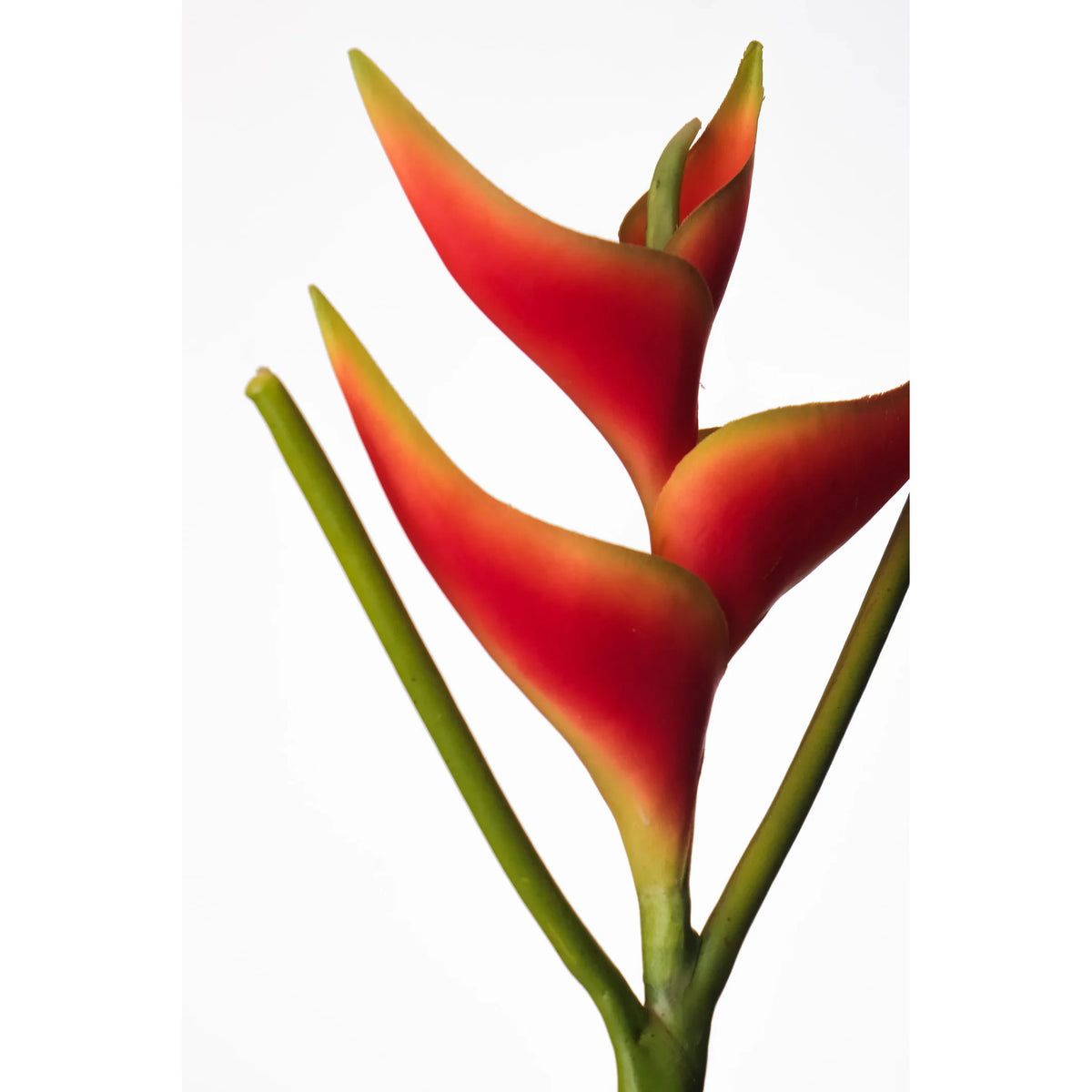 Pick de Heliconia artificial Mini de 36 cm, color rojo