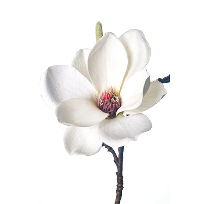 Pick de Magnolia artificial de 37 cm, color blanco