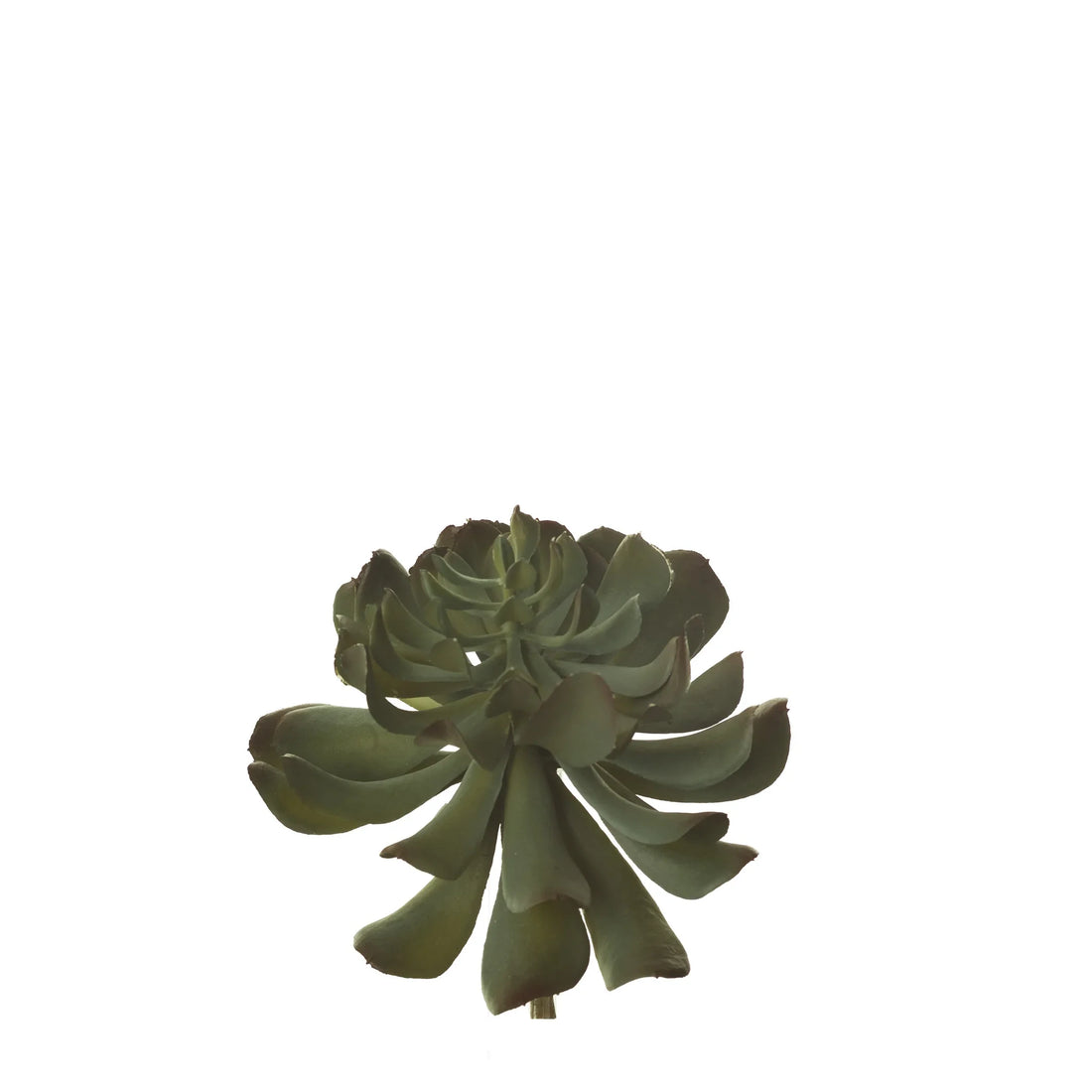 Pick de Suculenta Runyoni artificial Mediano de 17 cm, color verde pálido