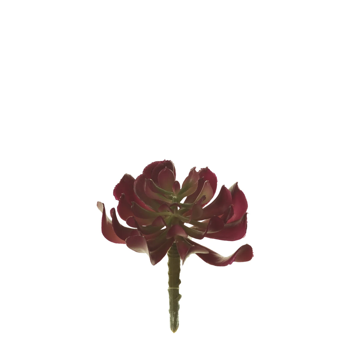 Pick de Suculenta Runyoni artificial Pequeño de 14 cm, color burdeos