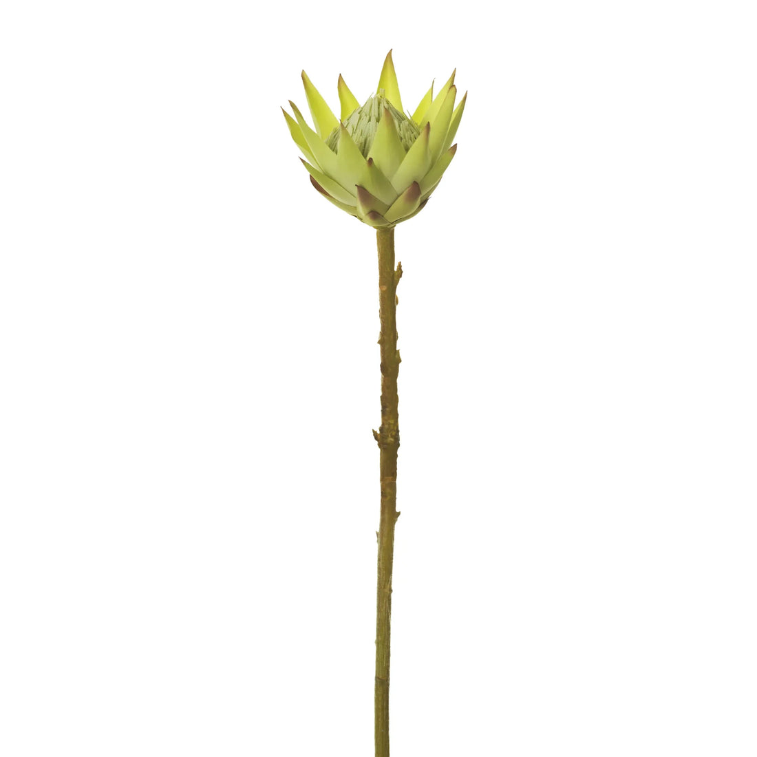 Protea artificial de 56 cm, color crema