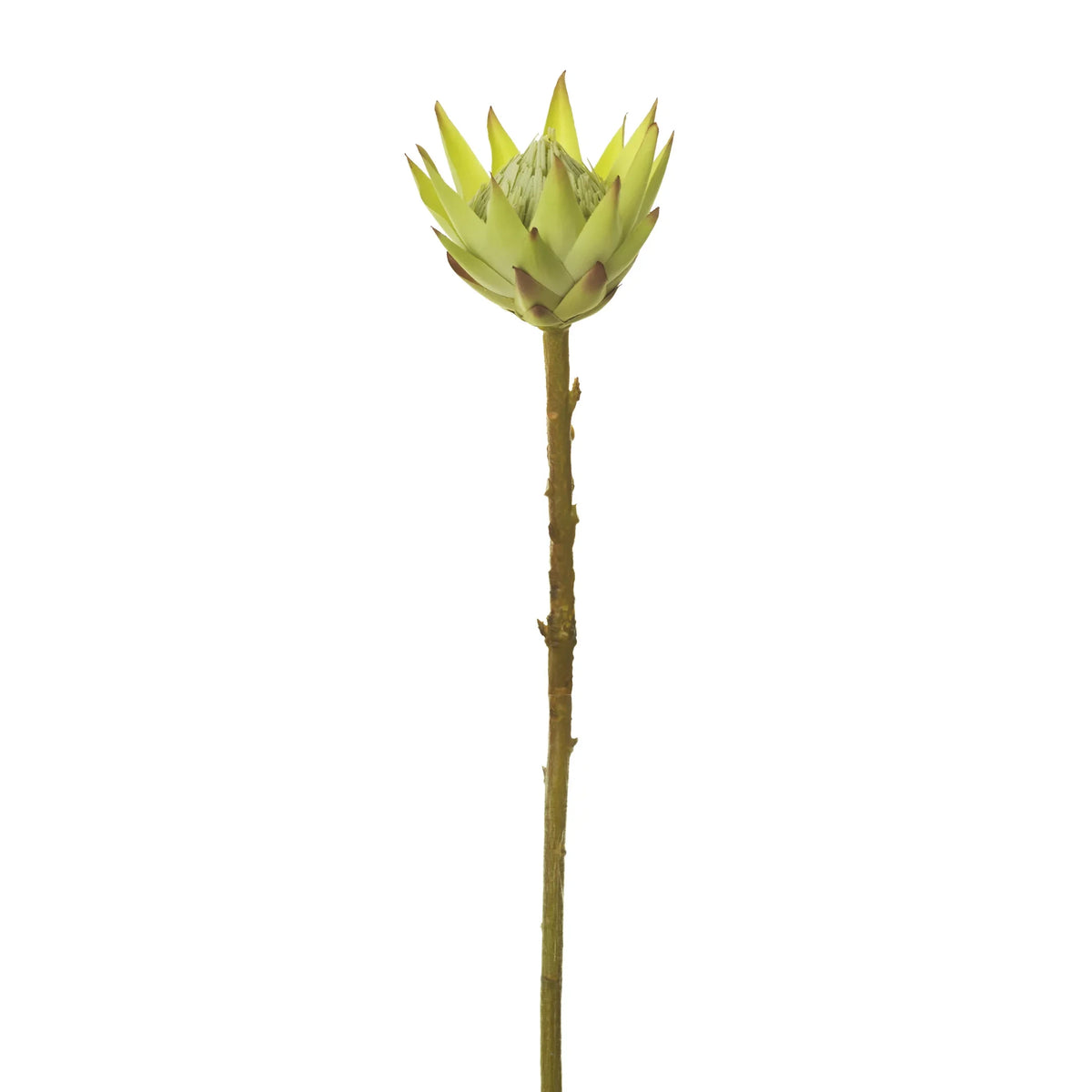 Protea artificial de 56 cm, color crema