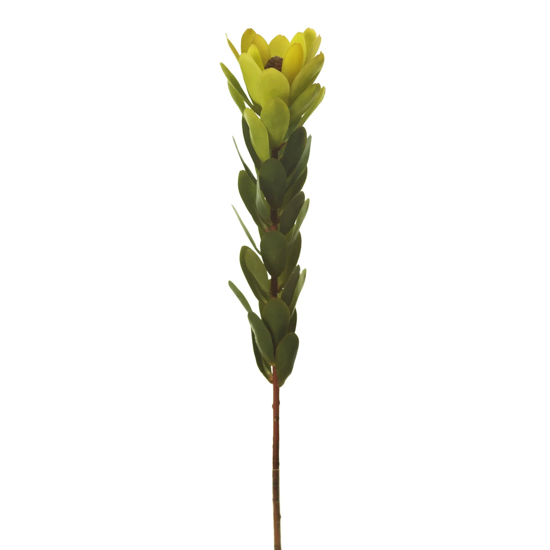 Protea artificial de 70 cm, color granate