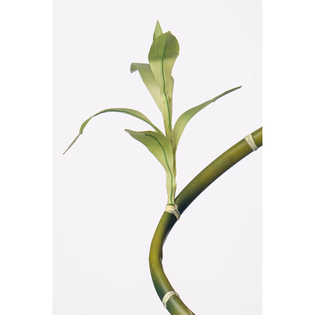 Rama de Drácena Sanderiana artificial de 69 cm, color verde