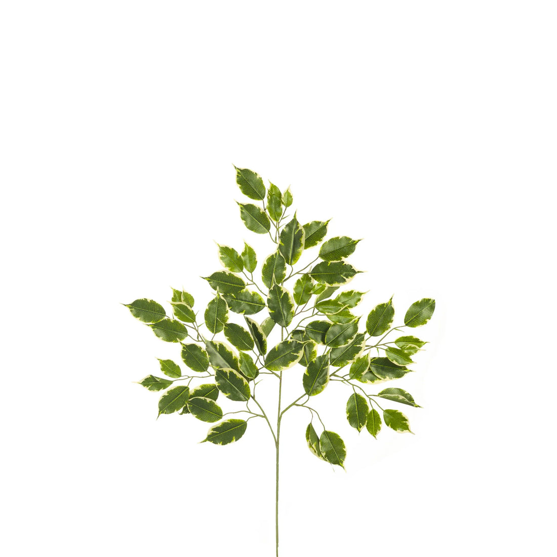 Rama de Ficus Nitida artificial de 71 cm, color bicolor
