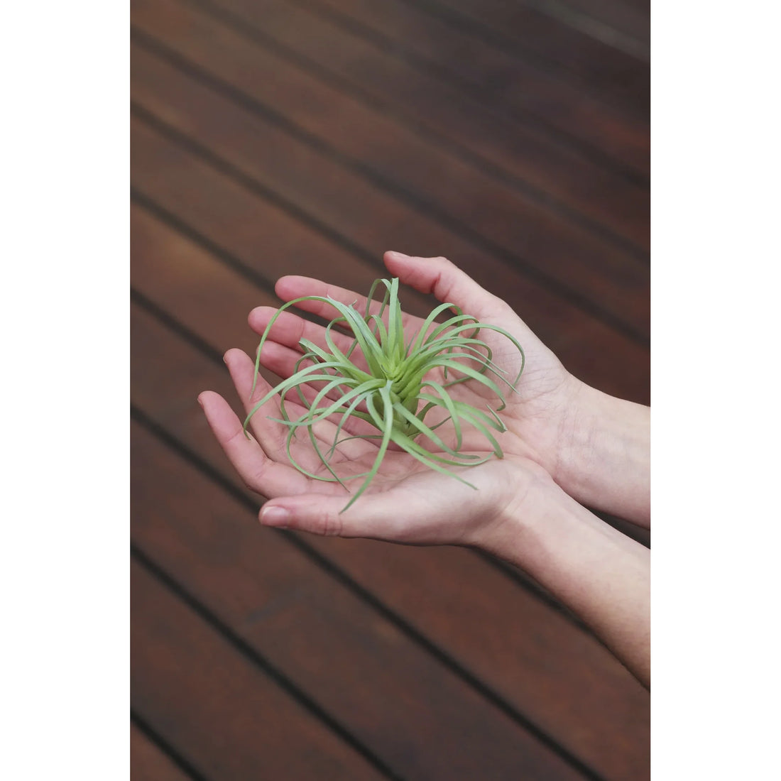Tillandsia artificial de 13 cm, color único