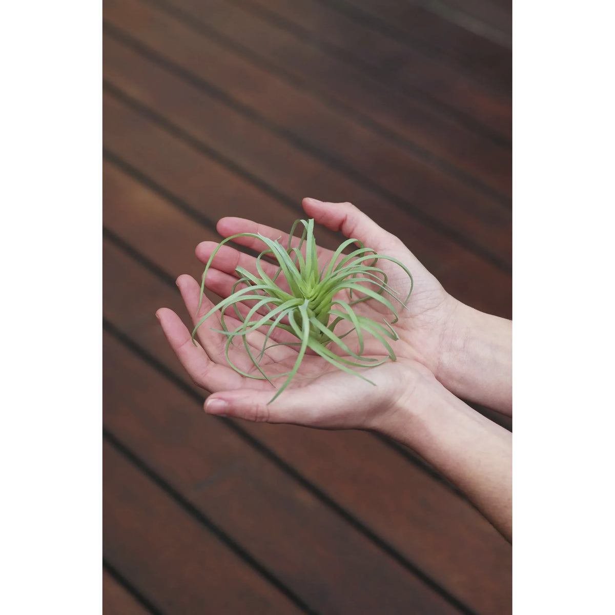 Tillandsia artificial de 13 cm, color único