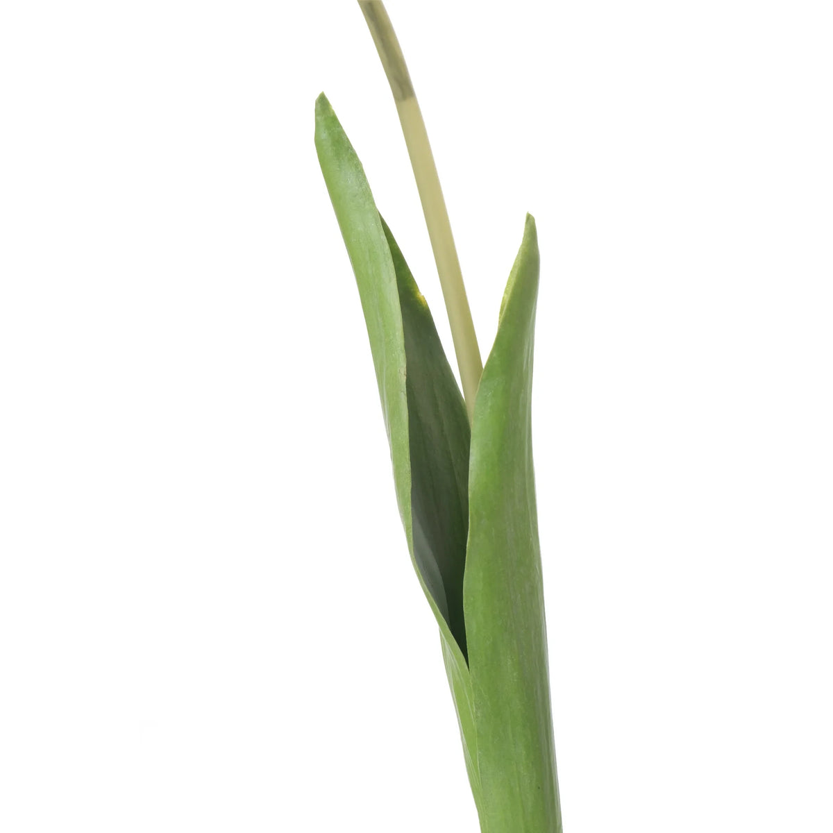 Tulipán artificial de 43 cm, color rosa fuerte