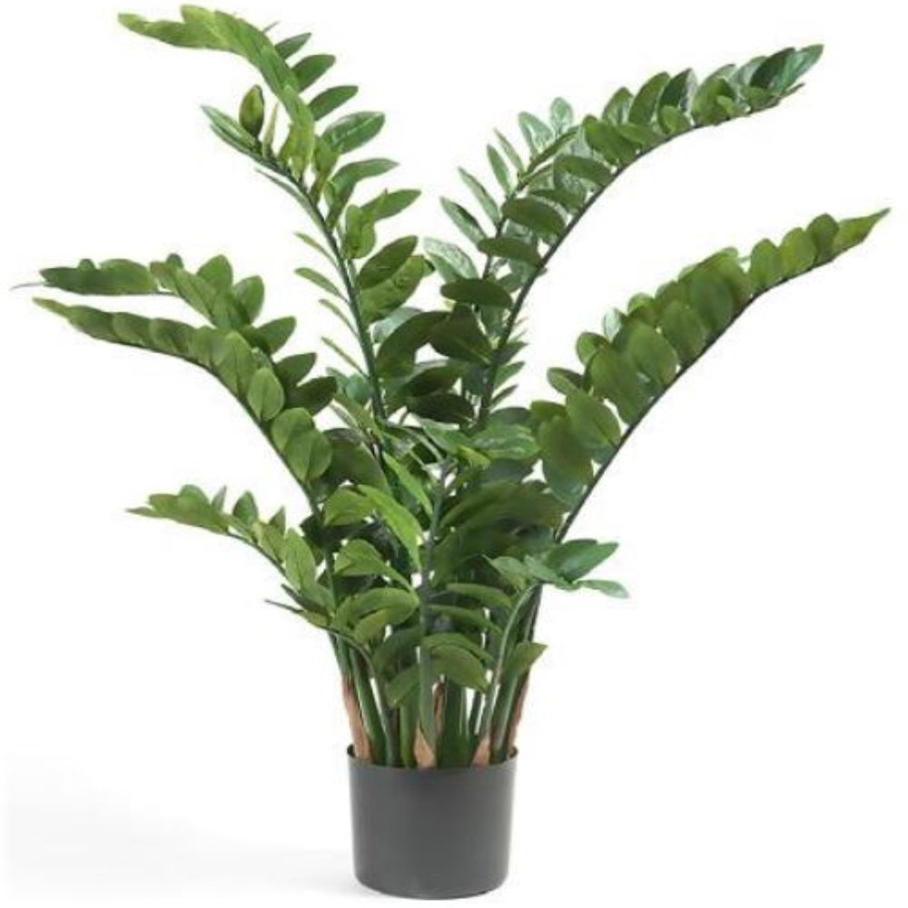 Planta ZAMIOCULCA - Dekogreen®