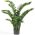 Planta ZAMIOCULCA - Dekogreen®