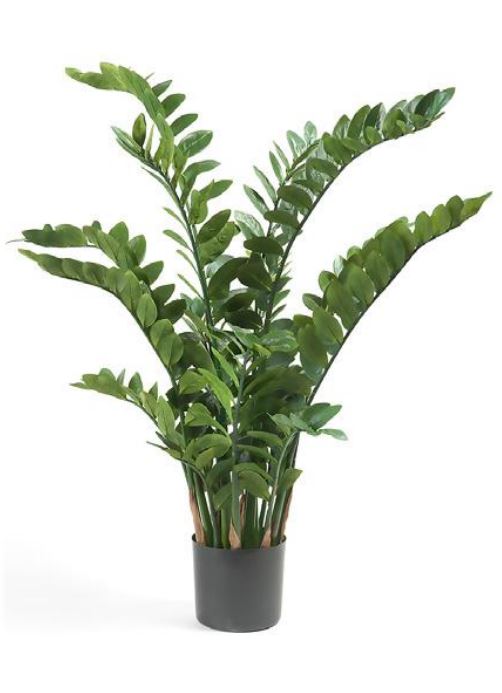 Planta ZAMIOCULCA - Dekogreen®